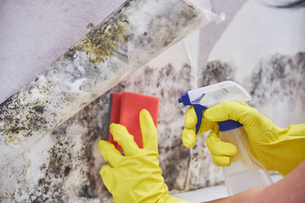 Best Mold Removal for HVAC Installations  in Warroad, MN